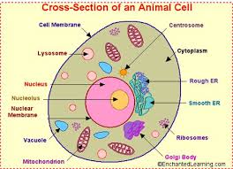 Check spelling or type a new query. Cell Membrane Analogy Shefalitayal