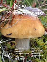 Image result for Clitoria kaessneri