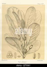 Image result for Uapaca guineensis