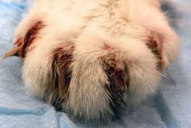 However, a definitive diagnosis of lung cancer requires a sample of tissue (biopsy). Senior Cat With Front Paw Swelling Pain Today S Veterinary Practice