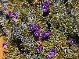 Image result for Wahlenbergia androsacea