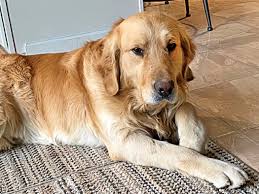 A wide range of additional services may also be offered by the. Sarge Awaiting Best Friend Akron Com