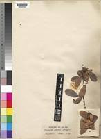 Image result for Monotes glaber