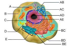 As you fill in the cell structure worksheet, remember the functions of each part of the cell that you learned in learn more about our anatomy quiz questions and how to use them for anatomy mastery. Questions And Answers On Labeled Unlebled Diagrams Of A Human Cell Well Labelled Diagram Of Virus Brainly In Answer The Correct Answer Is X Explanation Lysosomes Are Heterogeneous Structures Present In Lysosomes Are Heterogeneous Structures