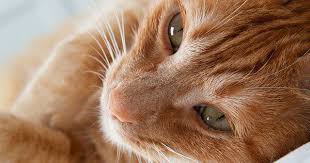 Mavi Kadin Aradiginiz Icerik Bulunamadi Mon 204858 Jan 2020 Mobile 2020 Kedi Kanavice Tuy