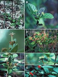 Image result for Guettarda