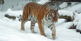 Britain needs to take action now, to protect our most endangered uk wildlife. Ten Animals We Have Saved From Extinction Natural History Museum