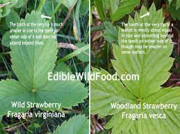 Certified planting material from holland. Wild Strawberry Pictures Flowers Leaves Identification Fragaria Virginiana