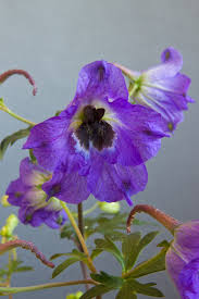 Image result for Dierama parviflorum