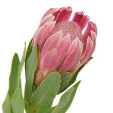 Buy Protea Carnival 60cm Petaldriven Com Protea Flower Plants That Like Shade Planting Flowers