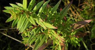 Image result for Ammannia baccifera