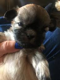 Puppies have 2 sets of immunizations. Shih Tzu Puppy For Sale In Odd Wv Adn 59232 On Puppyfinder Com Gender Male Age 6 Weeks Old Shih Tzu Puppy Puppies Shih Tzu