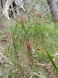 Image result for Schizaea