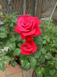 Grande Amore Hybrid Tea National Rose Month Beautiful Rose Flowers Beautiful Flowers Images Beautiful Flowers Garden