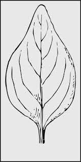 Kupulan gambar sketsa bunga yang mudah akan kamu temukan di sini. 2021 Sketsa Daun Terbaik Paling Indah Mudah Digambar Sindunesia