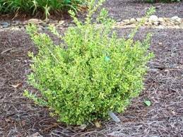 Buxus microphylla golden dream boxwood. Hawksridge Farms Plant Information Plants Plant Information Japanese Garden