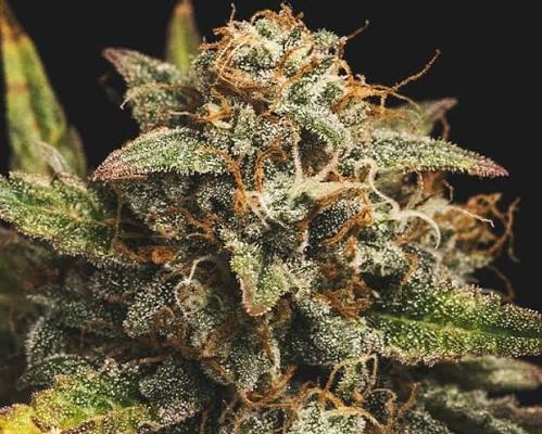 thc kaufen online mit zertifiziertem gelato Kush THC-Gehalt