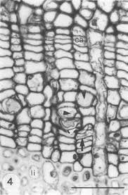 Image result for Strephonema