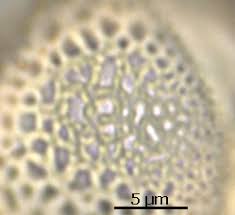 Image result for Ampelocissus abyssinica