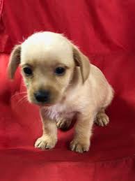 Check spelling or type a new query. We Just Rescued 3 Litters Of Puppies And For The Love Of Poodles Rescue Of Richmond Va Facebook