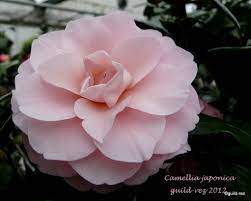 Native Japanese Flowers Native Japanese Flowers Flowers Japanese Flowers Rose