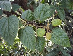Image result for Croton polytrichus