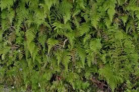 Image result for Stegnogramma