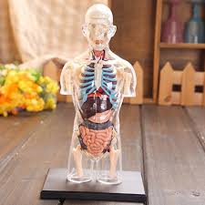 Human body internal parts such as the lungs, heart, and brain, are enclosed within the skeletal system and are housed within the different internal body cavities. Assembled Transparent Human Torso Human Anatomy Model 4d Bust Male Body Head Musculoskeletal Anatomy Science Model Free Shipping Medical Science Aliexpress