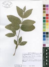 Image result for Rytigynia sp. A