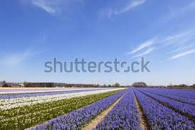 De asemenea, graiul romilor conține amprente exacte ale limbii sanscrite, fiind identificate peste 500 de cuvinte a căror origine indică poate fi ușor de recunoscut. Camp De Flori Fotografii De Stoc Imagini De Stoc Si Vectori Pagina 4 Stockfresh