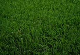 Is august 15 to september 15. Overseeding Lawns