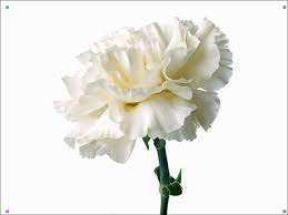 White Carnations 8 Carnation Flower Pictures Carnation Flower White Carnation