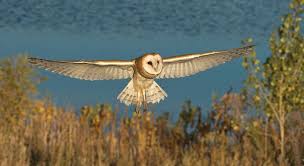 Clyde Elmore photography photo