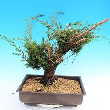 E Bonsai Yamadori Juniperus Chinensis Juniper