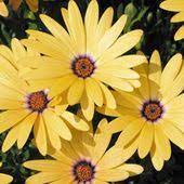 Lemon Symphony Osteospermum Hybrid Proven Winners Plants Fall Plants Live Plants