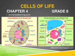 The cell wall gives the plant cell structure. Cells For Life Chapter04