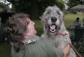 Irish Wolfhound We Like To Call This Guy The Gentle Giant One Of The World S Largest Breeds He Is Strong And Sturdy But The Dogs Irish Wolfhound Wolfhound