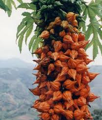 Image result for Carica