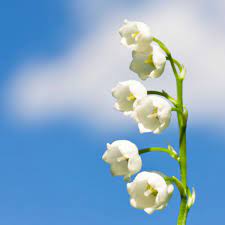 À toutes et tous qui passeront sur mon blog ce jour. Comment Envoyer Un Brin De Muguet Virtuel Pour Le 1er Mai Femme Actuelle Le Mag