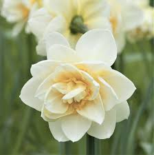 Narcissus White Lion Easy To Grow Bulbs Jonquil Flowers Day Lilies