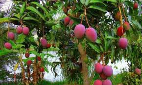 Image result for இயற்கை விவசாயம்