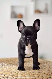We help families and individuals that can no longer care for their frenchies. Black White French Bull Dog French Bulldog Puppies Bulldog Puppies French Bulldog Dog