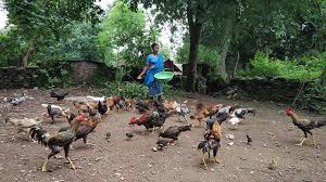 Live poultry can carry salmonella or campylobacter bacteria even though they are clean many people are keeping live backyard poultry such as chickens and ducks. Backyard Poultry Promotion Learning From Failure Sampark Net The Rural Connect