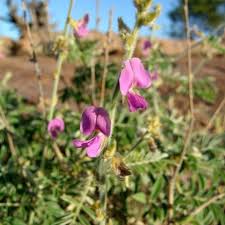 Image result for Vepris bremekampii