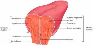 Working on a tricky human anatomy and physiology problem? The Wonders Of The Tongue Its Muscles With Motor And Sensory Nerve Innervations Andreas Astier