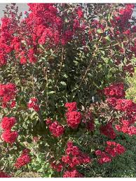 Maybe you would like to learn more about one of these? Lagerstroemia Indica Dynamite Boutique Atlantic Pepiniere
