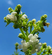 Image result for Scoparia dulcis