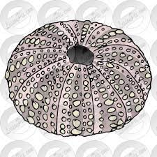 Sea Urchin Drawings Sea Urchin Picture For Classroom Therapy Use Great Sea Urchin Sea Urchins Art Sea Urchin Pictures Sea Art