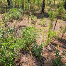 Image result for Orthochilus