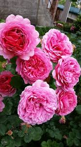 Куст этой розы густой, сильнорослый, с изящно поникающими побегами. Princess Alexandra Of Kent Otto Sons Nursery